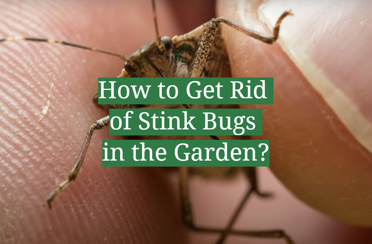 How To Get Rid Of Stink Bugs In The Garden GardenProfy