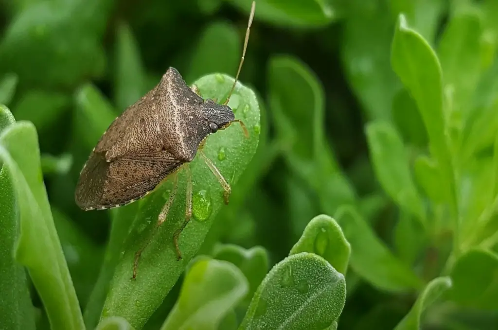 Stink Bugs and Their Behavior