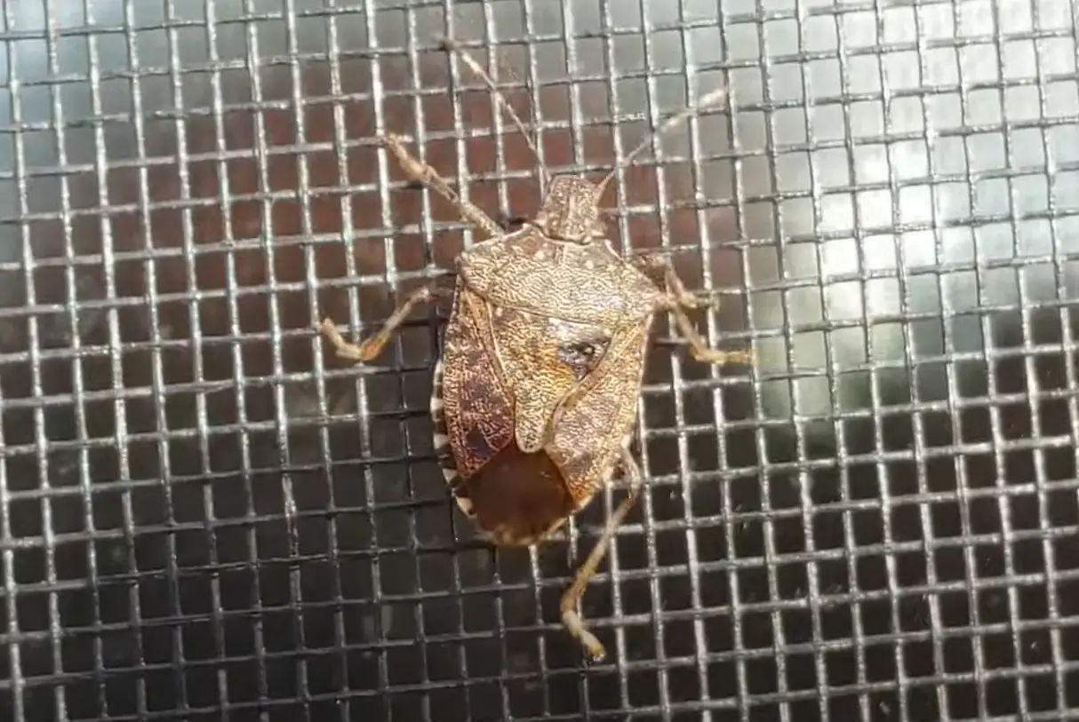 How to Get Rid of Stink Bugs in the Garden? GardenProfy