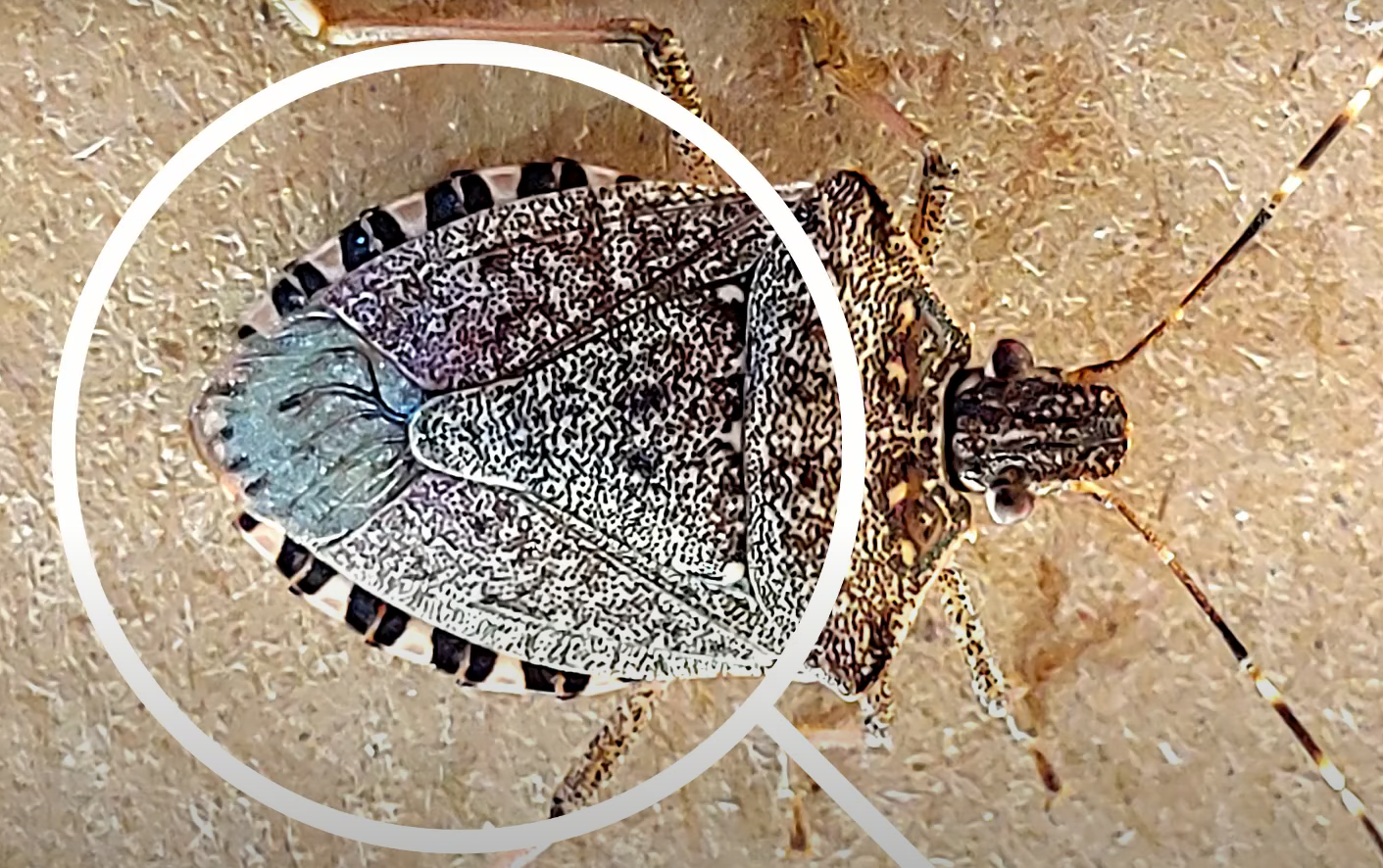 How to Get Rid of Stink Bugs in the Garden? GardenProfy