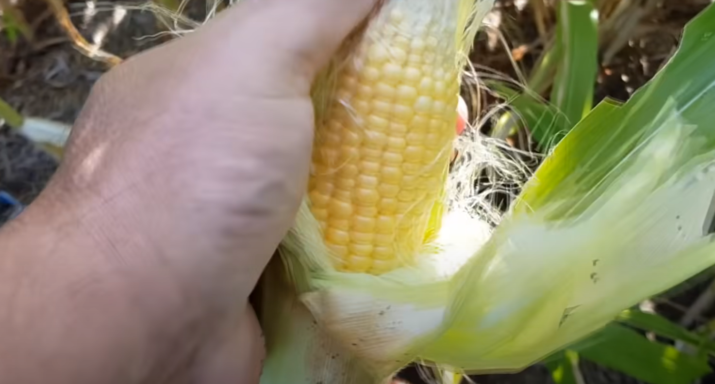 How to Grow Corn in a Small Garden? GardenProfy