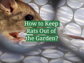How to Keep Rats Out of the Garden?