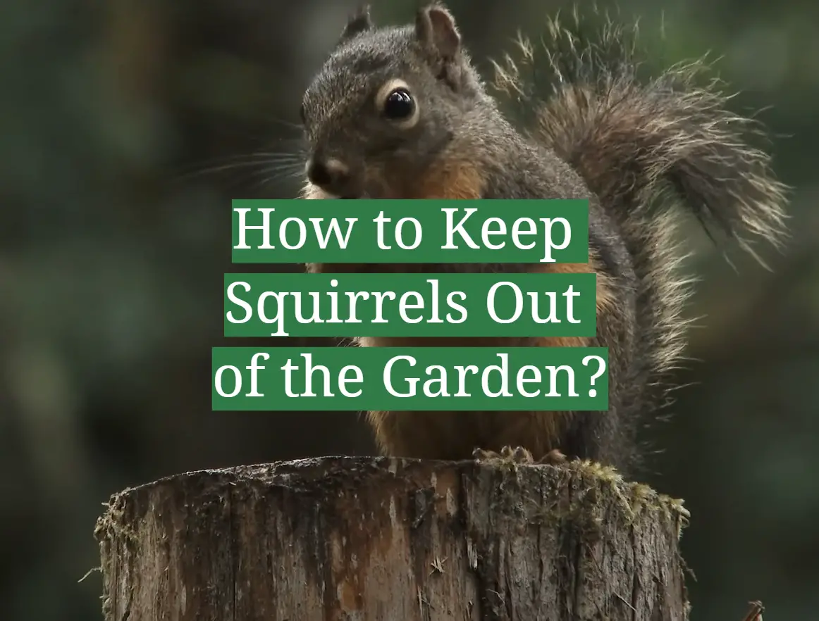How to Keep Squirrels Out of the Garden?