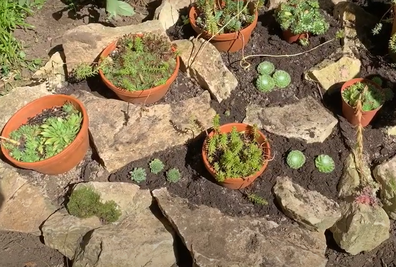 How to Make a Rock Garden? GardenProfy