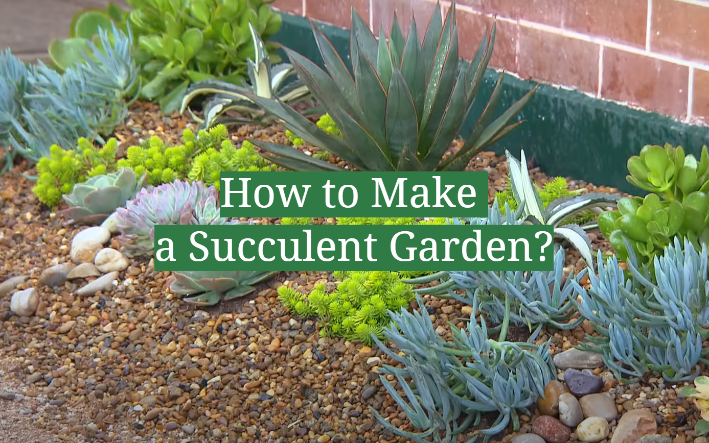 How to Make a Succulent Garden?