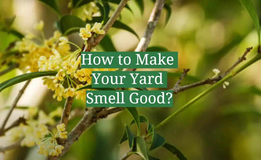 How to Make Your Yard Smell Good? GardenProfy