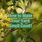 How to Make Your Yard Smell Good?