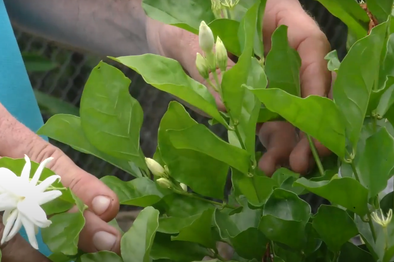 How to Make Your Yard Smell Good? GardenProfy