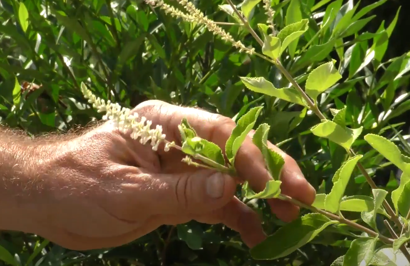 How to Make Your Yard Smell Good? GardenProfy