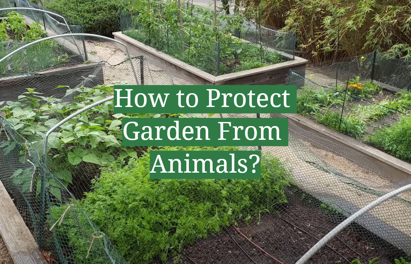 How to Protect Garden From Animals?
