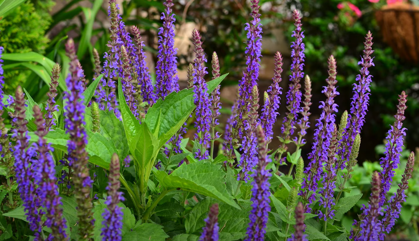 How to Start a Flower Garden? GardenProfy