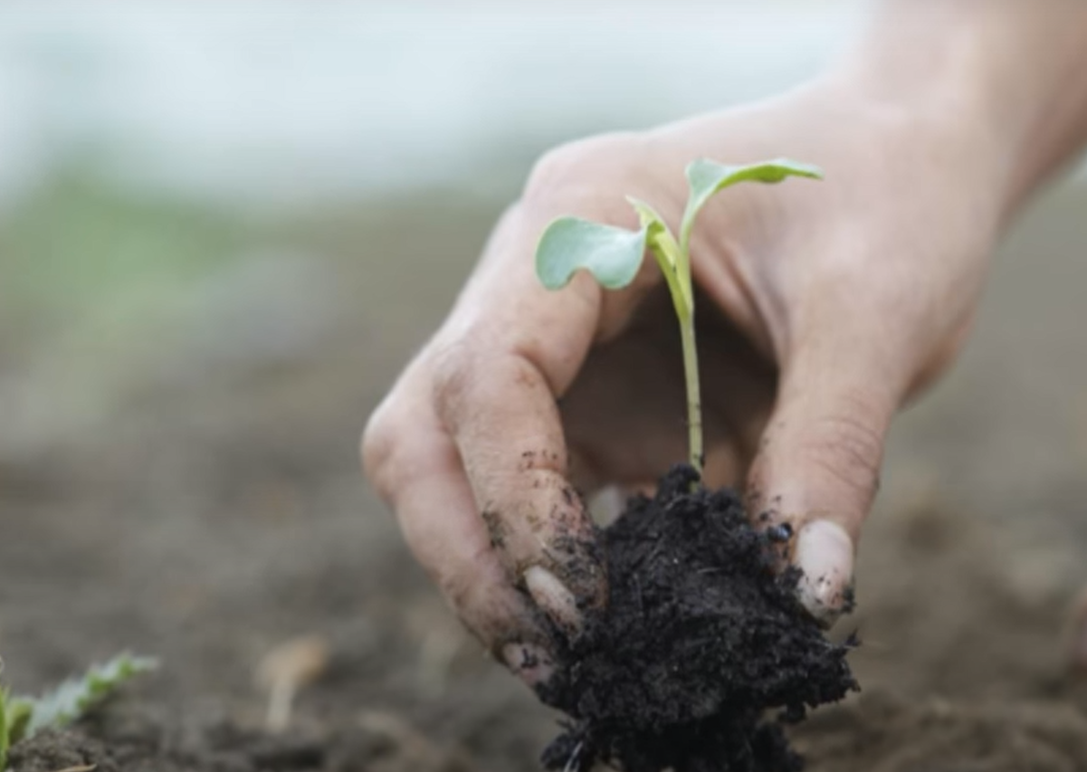 How to Start a Flower Garden? GardenProfy