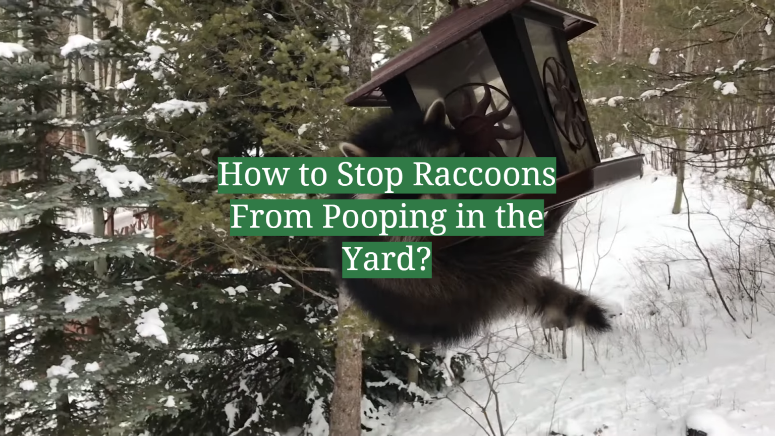 How to Stop Raccoons From Pooping in the Yard? GardenProfy