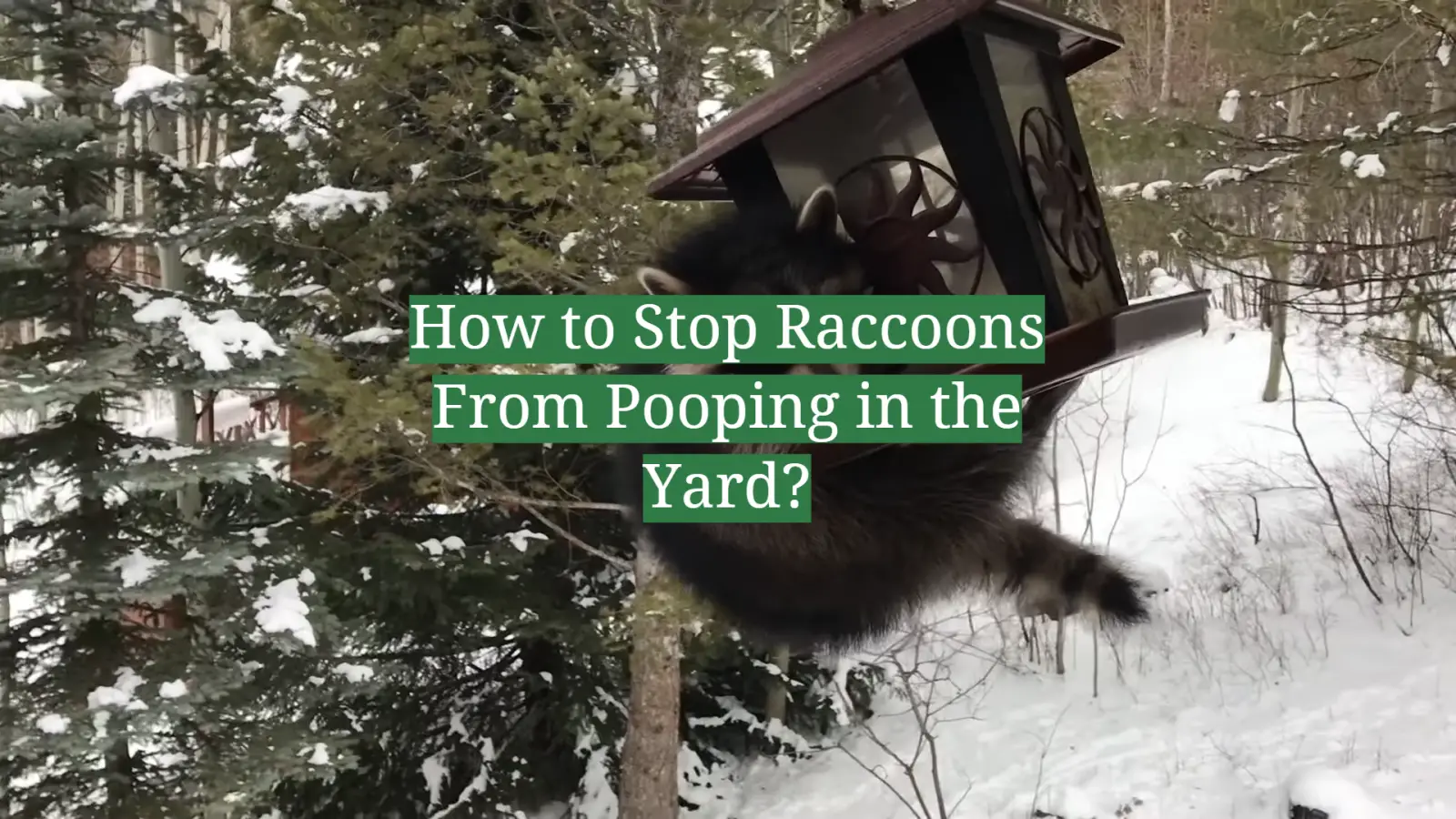 How to Stop Raccoons From Pooping in the Yard?