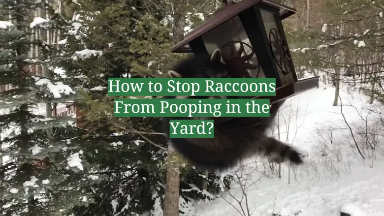 How To Stop Raccoons From Pooping In The Yard GardenProfy   How To Stop Raccoons From Pooping In The Yard 1 780x439 