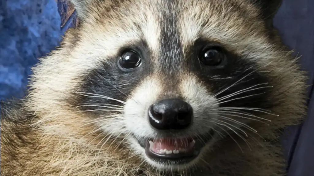 Raccoons and Their Behavior