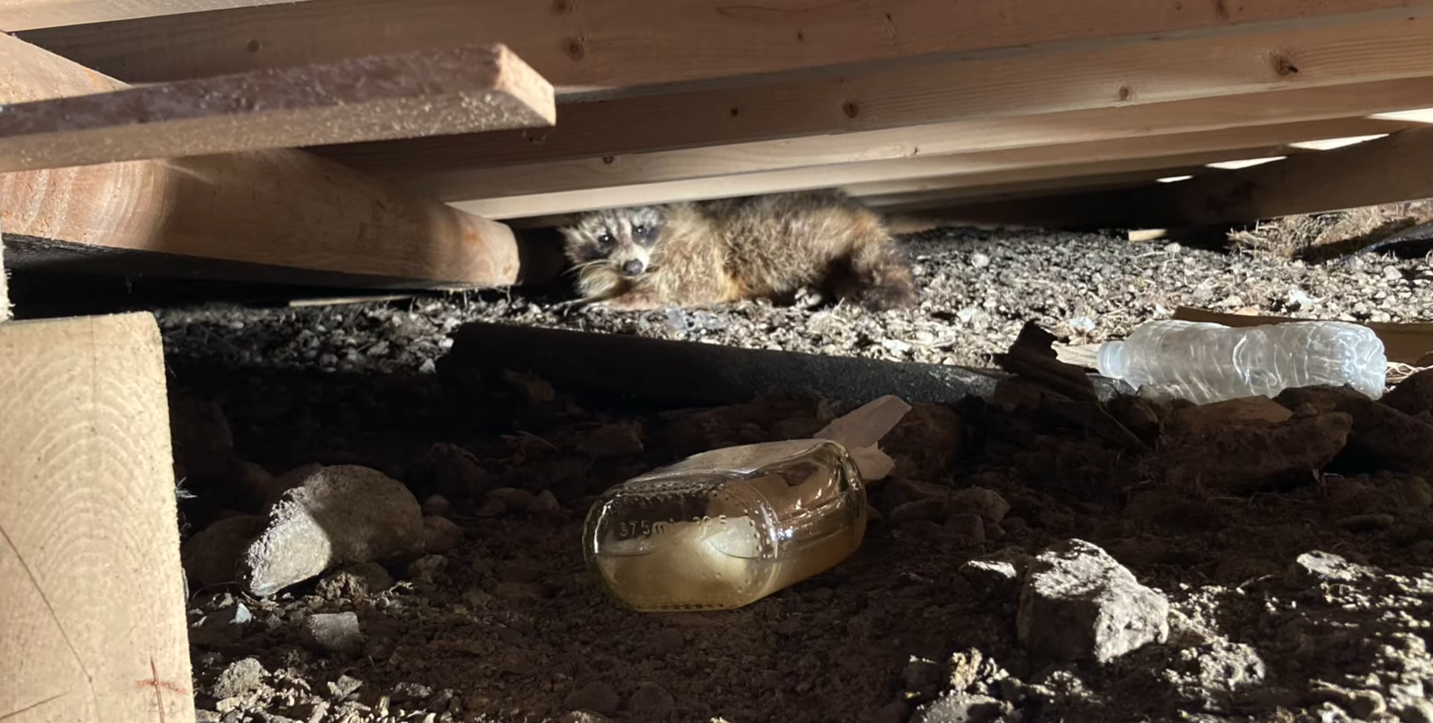 How to Stop Raccoons From Pooping in the Yard? GardenProfy