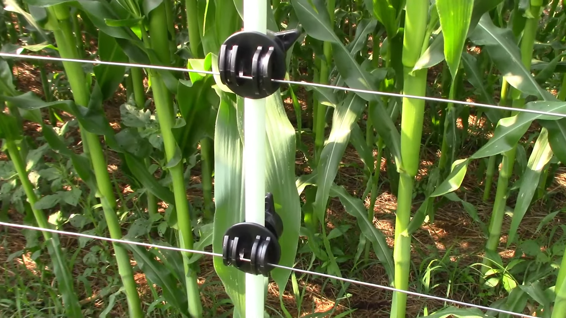 How to Stop Raccoons From Pooping in the Yard? GardenProfy