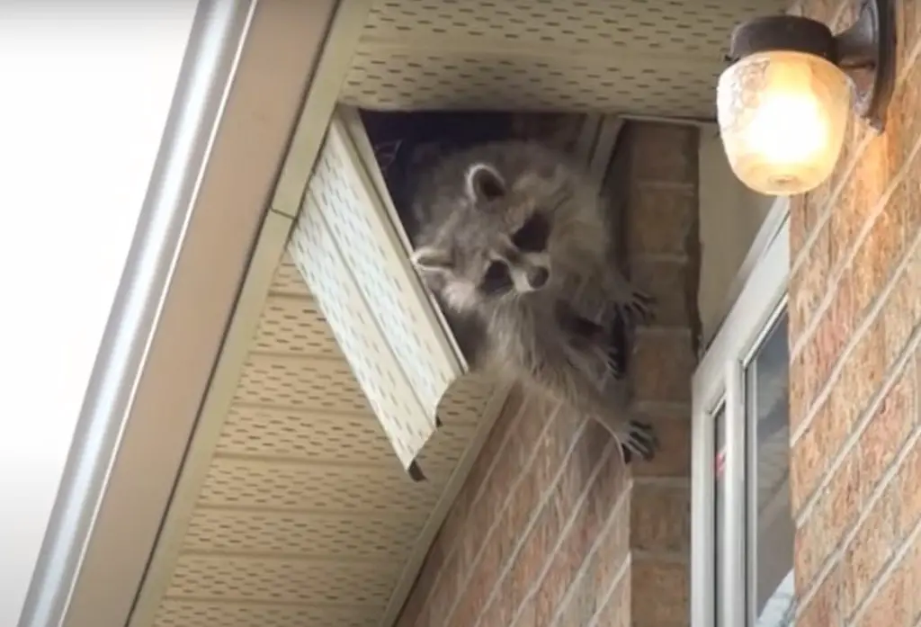 How To Stop Raccoons From Pooping In The Yard GardenProfy   How To Stop Raccoons From Pooping In The Yard 6 1024x697 