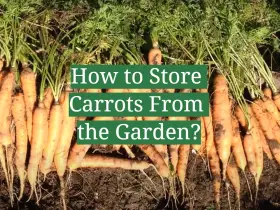 How to Store Carrots From the Garden?
