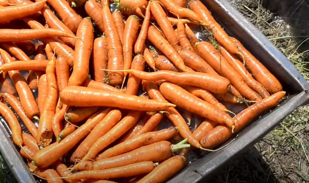 When to Harvest Carrots