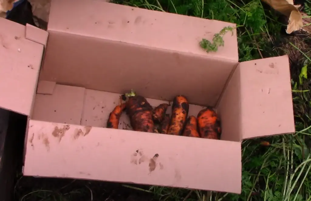 How to Harvest Carrots