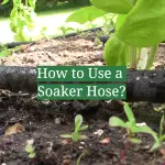 How to Use a Soaker Hose?