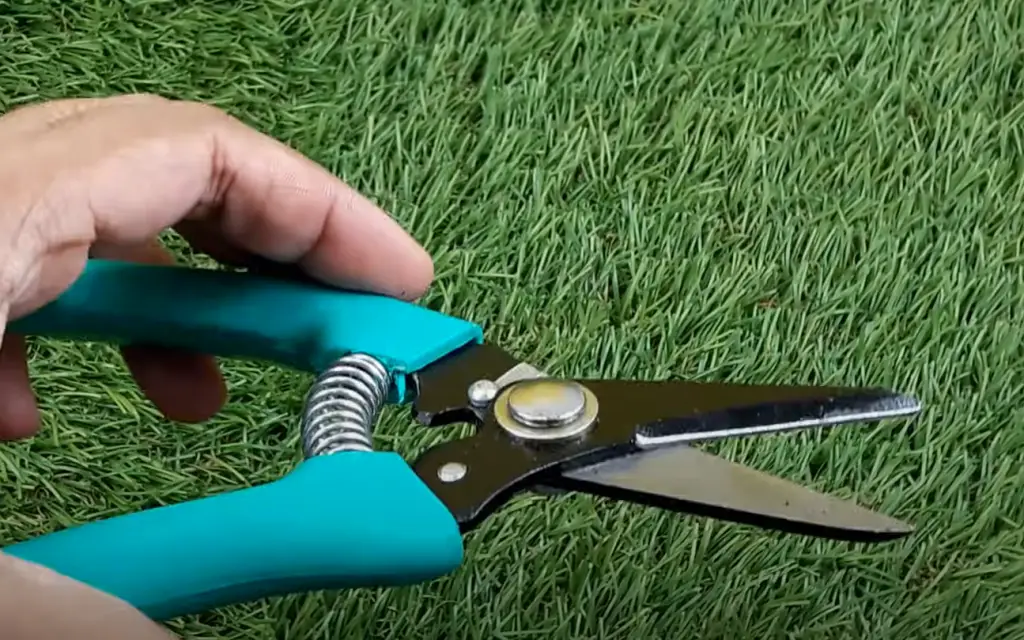 What’s The Difference Between Pruning Shears And Scissors?