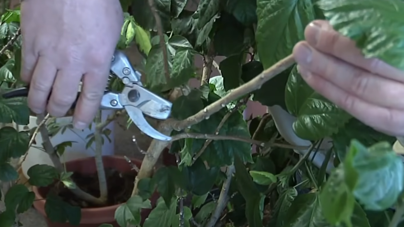 Pruning Shears vs. Scissors What’s the Difference? GardenProfy