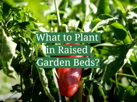 What to Plant in Raised Garden Beds?