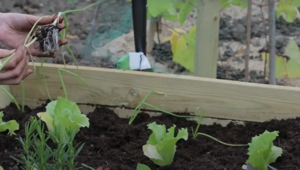 The Advantages of Raised Beds