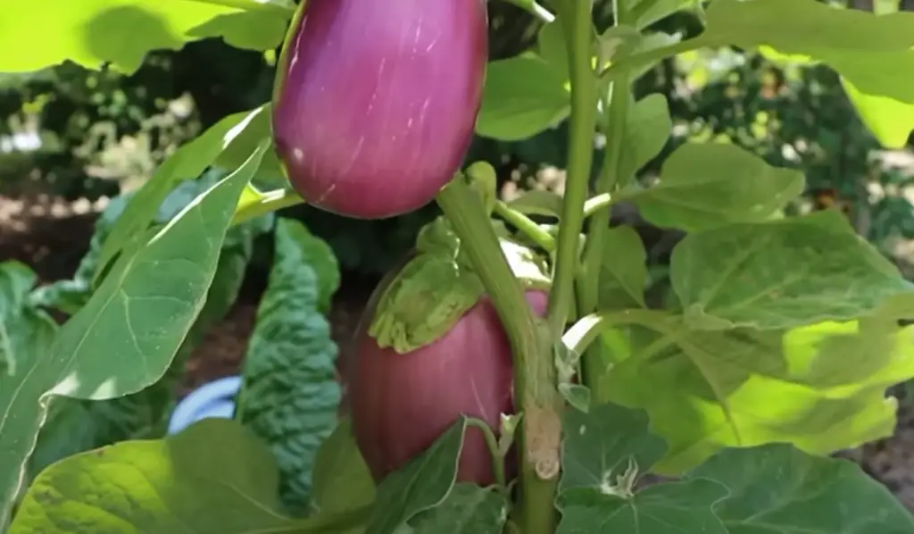 Eggplants