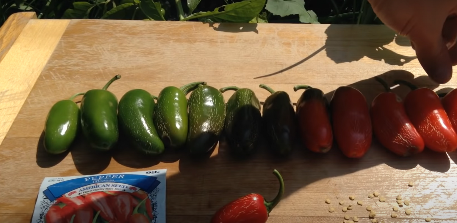 When to Pick Jalapenos From Garden? GardenProfy