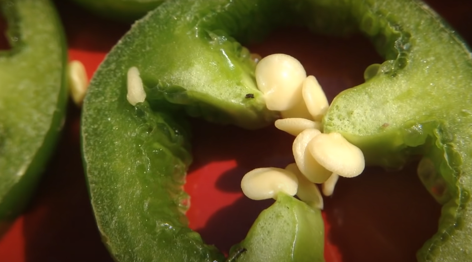 When to Pick Jalapenos From Garden? GardenProfy
