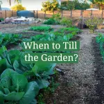 When to Till the Garden?