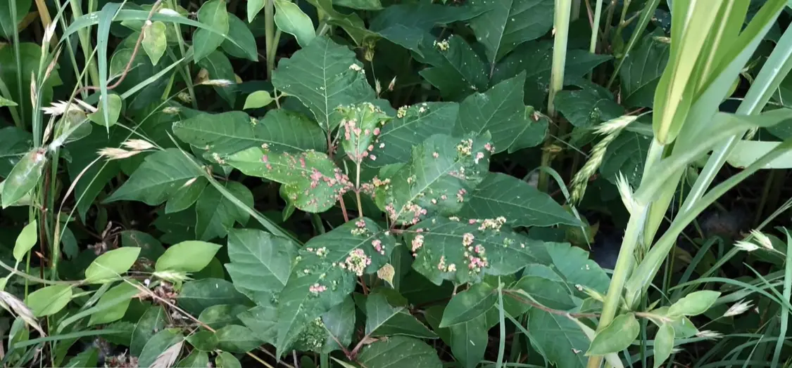 How to Clean Garden Tools From Poison Ivy? GardenProfy