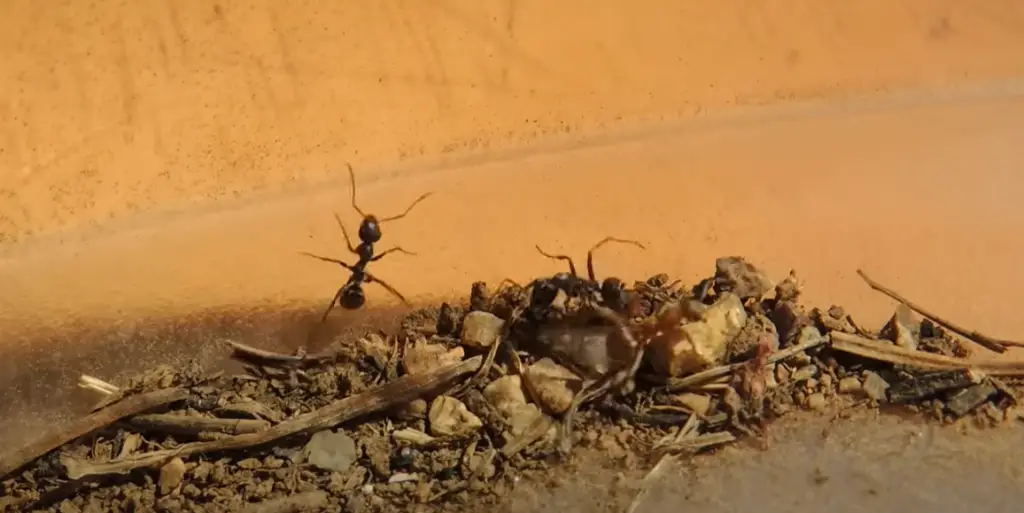 Are black ants harmful?
