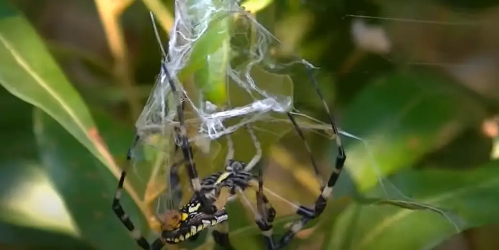 Brazilian wandering spiders