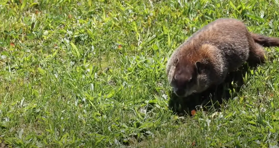 What Do Groundhogs Eat in the Garden? GardenProfy