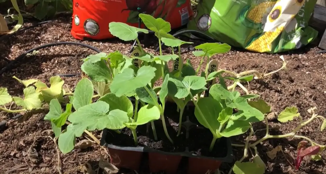 How to Get Rid of Grubs in Vegetable Garden? GardenProfy