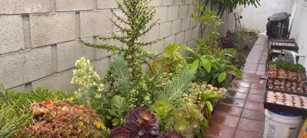 Display in rustic containers