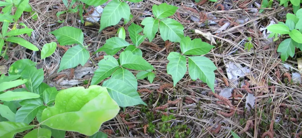 Does poison ivy stick to objects?
