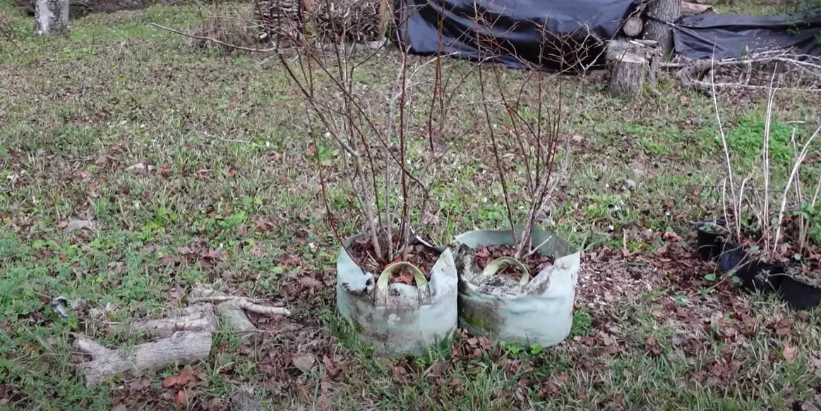 Birdies vs. Vego Raised Garden Beds Which is Better? GardenProfy