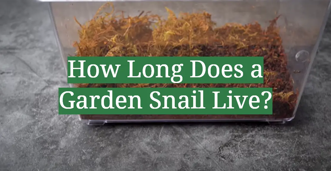 How Long Does a Garden Snail Live?