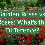 Garden Roses vs. Roses: What’s the Difference?