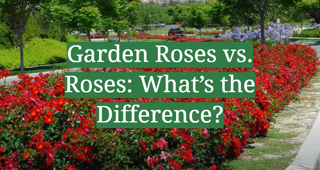 Garden Roses vs. Roses: What’s the Difference?