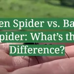 Garden Spider vs. Banana Spider: What’s the Difference?