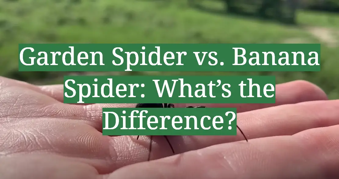 Garden Spider vs. Banana Spider: What’s the Difference?
