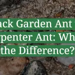 Black Garden Ant vs. Carpenter Ant: What’s the Difference?
