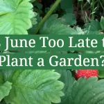 Is June Too Late to Plant a Garden?